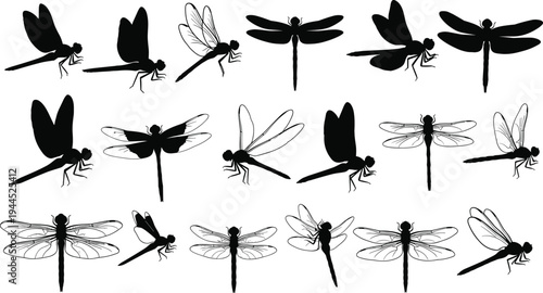 Dragonfly silhouette and outline collection, diverse wing shapes detailed vector illustration, black white entomology design concept for nature art inspiration