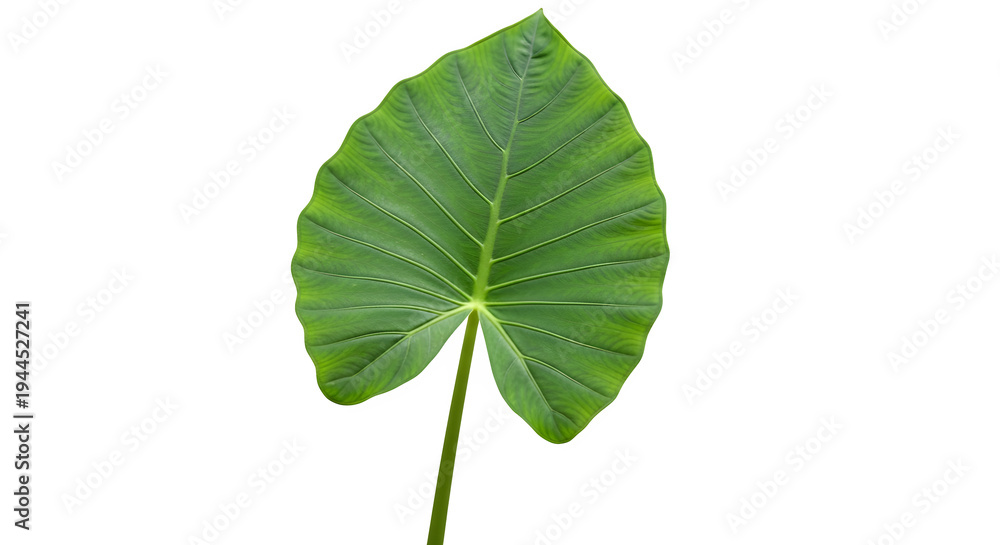 Fototapeta premium Large green taro leaf, isolated on white or transparent background. PNG