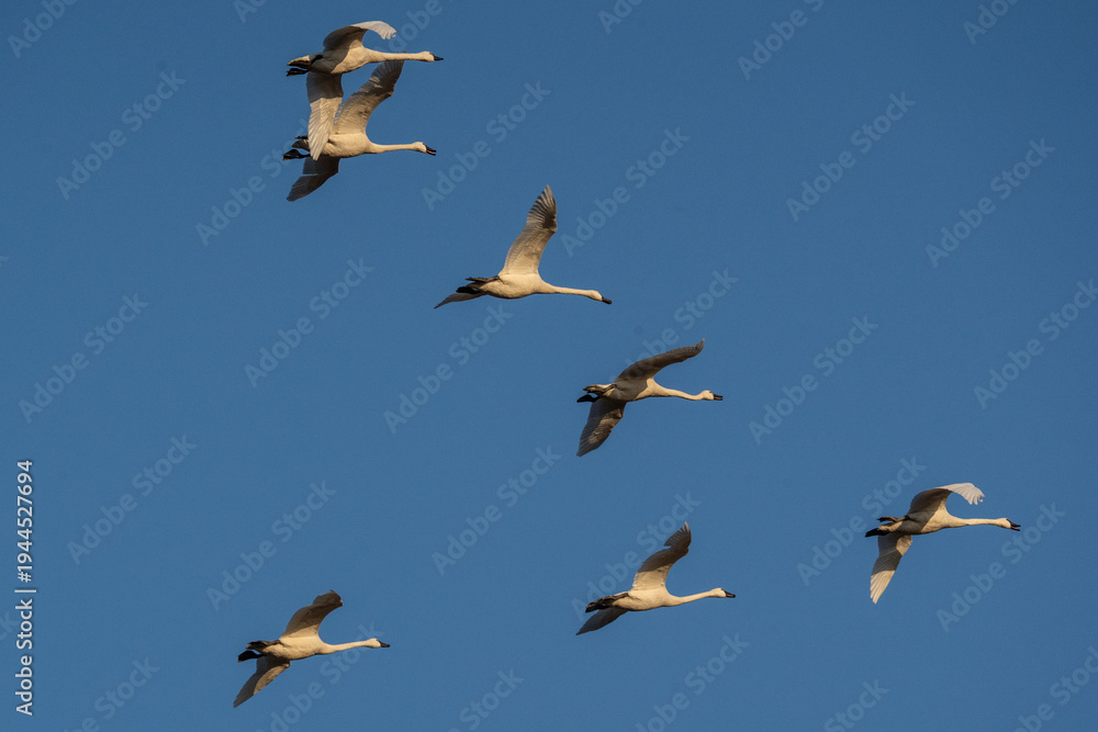 Obraz premium Tundra Swans (Cygnus columbianus) fly against a blue sky background during spring migration. 