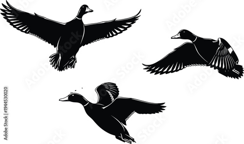 Three ducks flying silhouette illustration, black and white vector art showing bird motion, wings spread upward downward horizontal, wildlife nature design concept