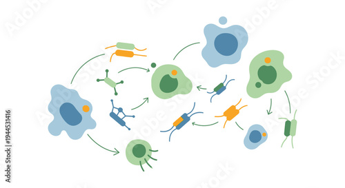 Conceptual Vector Illustration of Cellular Processes and Microorganism Life Cycle Diagram