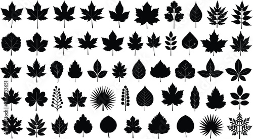 Silhouette collection of diverse leaf shapes botanical illustration, plant species foliage morphology design nature education concept art