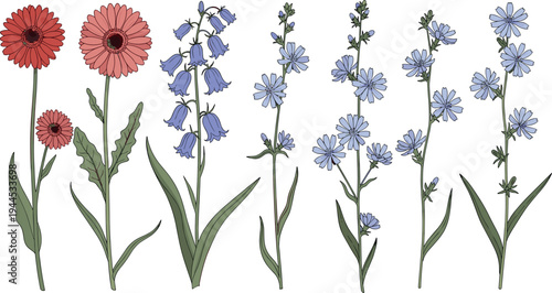 Botanical vector set of hand drawn wildflower illustrations including red gerbera daisies bluebells and chicory on long green stems