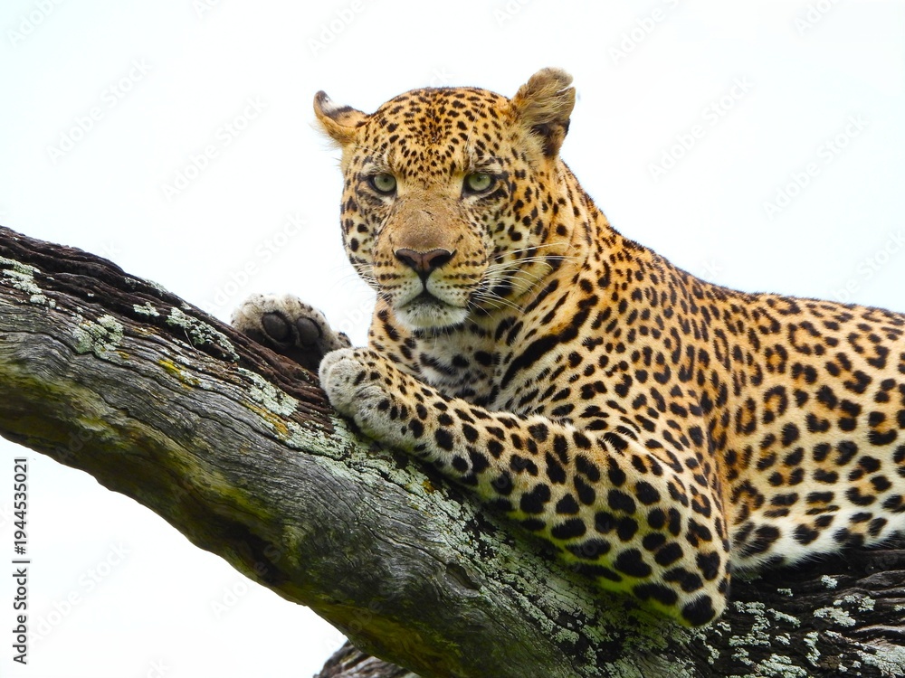 Fototapeta premium Leopard male in the Okavango Delta of Botswana. 