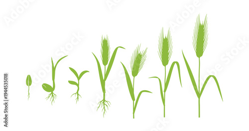 Rye plant growth cycle with sprout, stem, and mature grain stages.