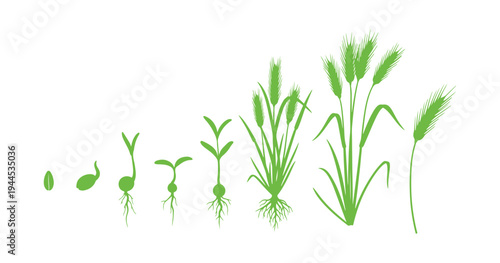 Rye life cycle illustration showing stages from seed to mature plant.