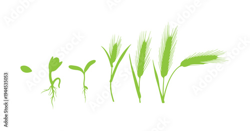 Agricultural diagram of rye development from seed to full plant.