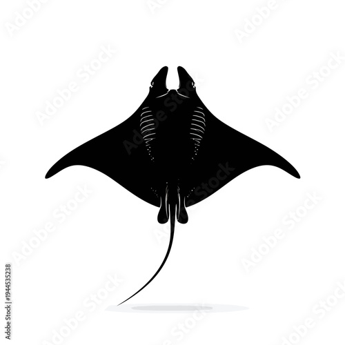 Silhouette of a Manta Ray swimming gracefully in the ocean.