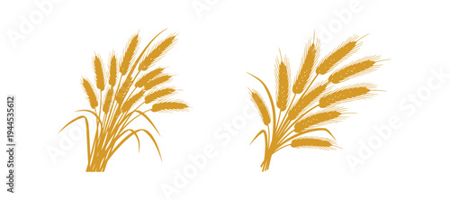 Agricultural wheat spikes in golden color vector design.