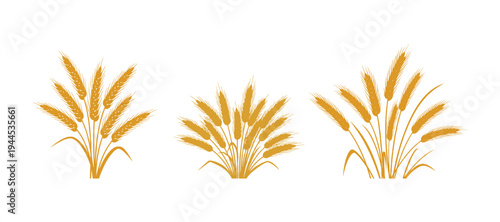 Golden ears of wheat in detailed vector illustration style.