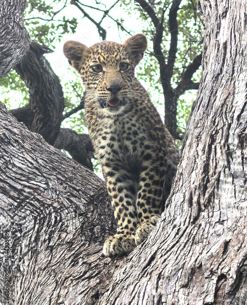 Obraz premium Leopard cub in a tree in the Okavango Delta of Botswana. 