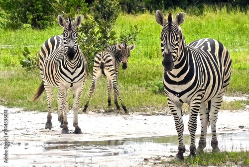 Canvas Print A dazzle of Zebra in the Okavango delta of Botswana.