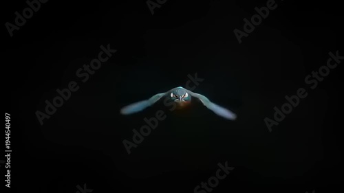 A Kingfisher bird captures in flight with its wings fully extended, showcasing the rich details of its vibrant plumage