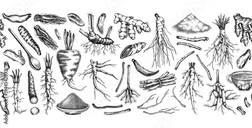 Medicinal roots seamless pattern. Herbal ingredients hand drawn vector illustration. Vintage apothecary background. NOT AI generated