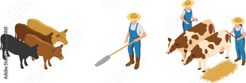 Isometric farm farmers and cows, dairy farming agriculture workers feeding cattle livestock rural farming illustration concept