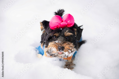 Wallpaper Mural funny Yorkshire Terrier puppy in a jacket walks in the snow in winter Torontodigital.ca