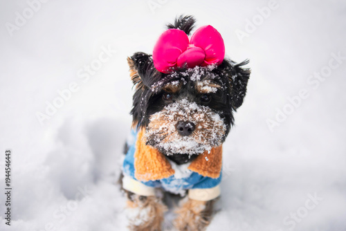 Wallpaper Mural funny Yorkshire Terrier puppy in a jacket walks in the snow in winter Torontodigital.ca