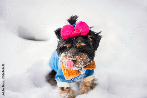 Wallpaper Mural funny Yorkshire Terrier puppy in a jacket walks in the snow in winter Torontodigital.ca