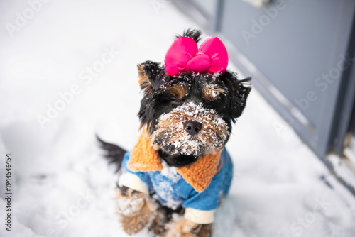 Wallpaper Mural funny Yorkshire Terrier puppy in a jacket walks in the snow in winter Torontodigital.ca