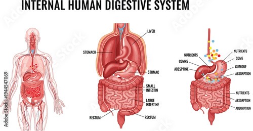 Internal human digestive system anatomy diagram vector illustration showing stomach liver small intestine large intestine nutrient absorption medical education chart