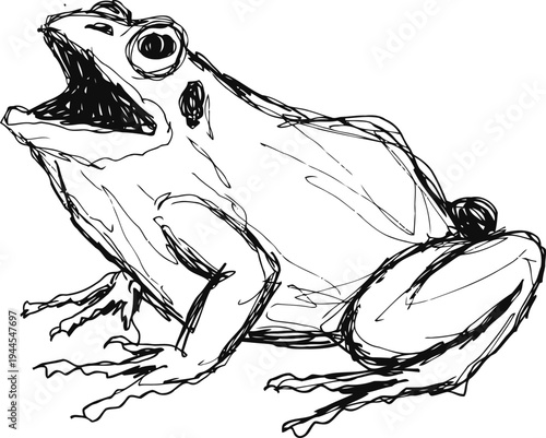 Sketch of a frog with open mouth, detailed amphibian drawing in black ink line art