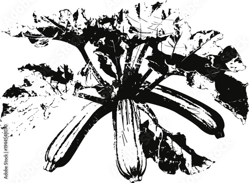 Zucchini plant with multiple mature zucchinis and large leaves isolated on white background