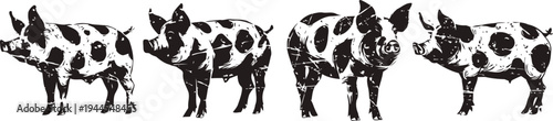 set of four black and white spotted pig illustrations in different standing poses