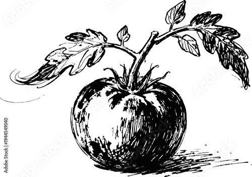 Vintage botanical illustration of a tomato fruit with leaves and stem in black ink