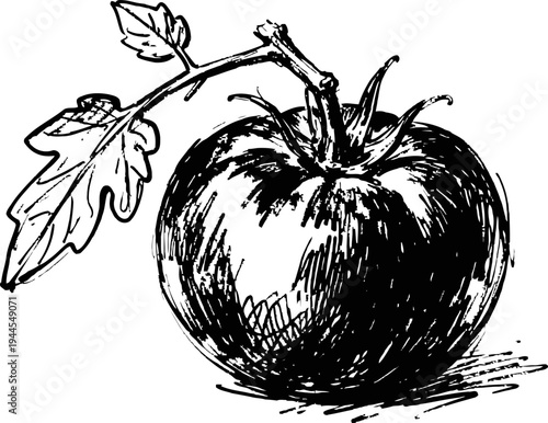 ripe tomato illustration with leaves on stem hand drawn black and white sketch of fresh vegetable with detailed shading and texture