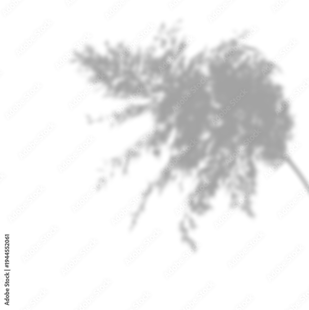 Obraz premium Soft shadow of pampas grass fluffy seedhead isolated on transparent background. Natural botanical shadow element useful for overlays, backgrounds, and minimal design compositions