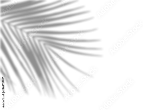 Soft shadow of a tropical palm leaf isolated on transparent background. Minimal botanical design element ideal for overlays, backgrounds, and summer themed compositions