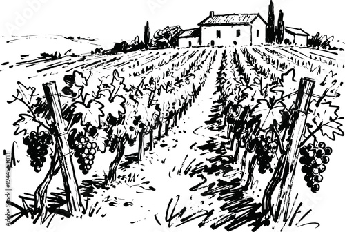 Vineyard landscape with grapevines and rustic farmhouse, agriculture, farming, grape harvest concept drawing