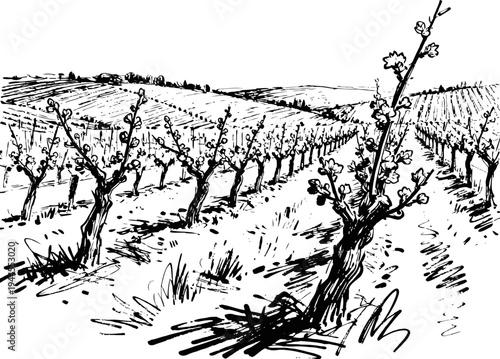 Vineyard landscape with blossoming grapevines on rolling hills in spring season rural countryside