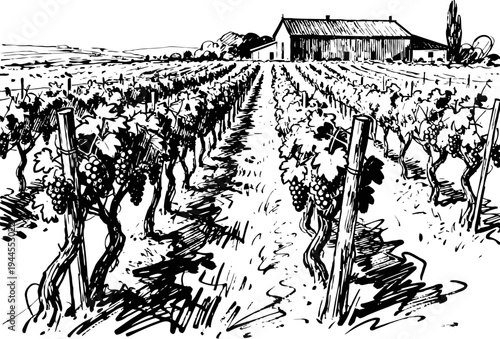 Vineyard landscape with grapevines and farmhouse in the background, rural agriculture scene