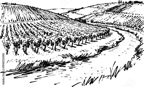 Curved river flowing through vineyard hills with grapevines and rural landscape in black and white sketch