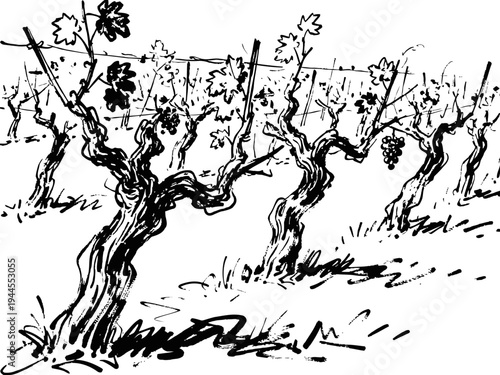 Vineyard landscape with grapevines growing on trellises rustic farm plants illustration in black ink