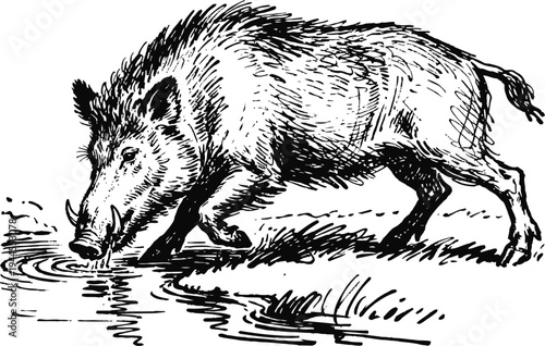 Wild boar drinking water from pond hand drawn ink sketch of wild pig animal in nature habitat