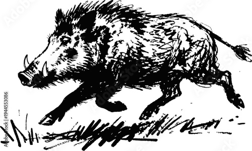 Wild boar running through grass black ink sketch of fierce wild pig in motion
