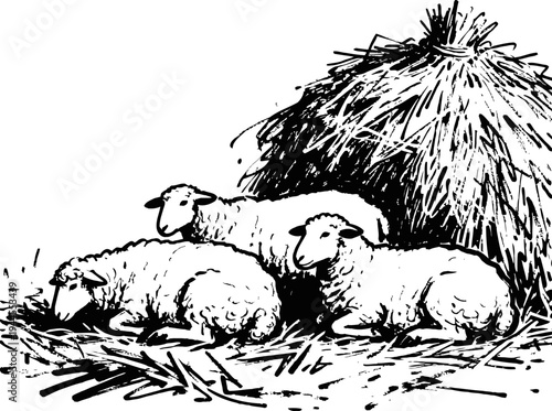 Three sheep resting on straw under a haystack in a rural farm setting