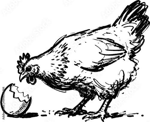 Hen pecking at cracked eggshell on ground illustrative monochrome drawing of chicken and broken egg
