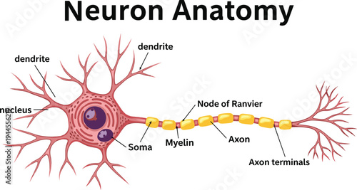 Neuron anatomy diagram labeled nerve cell structure dendrite soma nucleus axon myelin node of ranvier axon terminals medical vector illustration