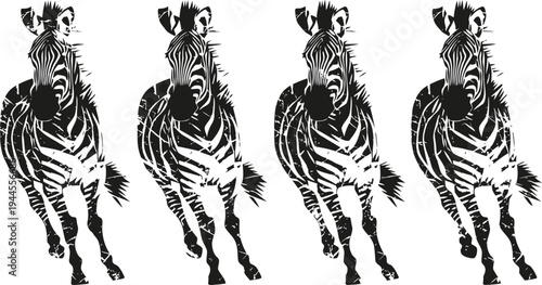Four running zebras with black and white stripes in a realistic illustration