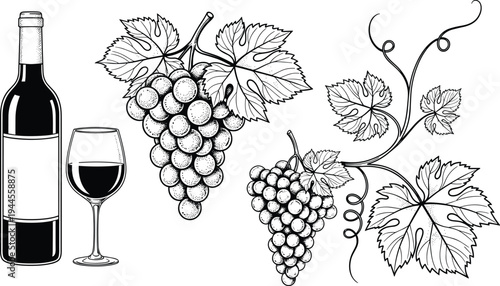 Elegant wine bottle illustration with grapes, vineyard leaves, red wine glass, detailed vines, winery concept, viticulture design, beverage art, black and white drawing