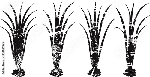 Vintage botanical illustration of four sugarcane plants in black and white