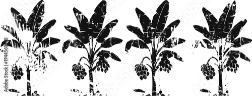 Banana tree silhouettes in a row with clusters of bananas, tropical fruit plants with broad leaves