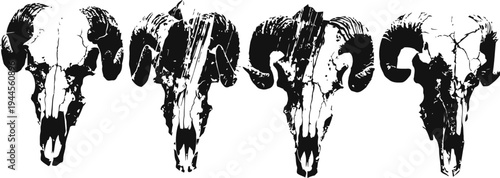 Set of four black and white buffalo skulls with weathered texture, western rustic design elements
