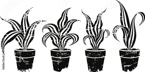 set of four potted snake plants with distressed texture indoor houseplants with long striped leaves in pots