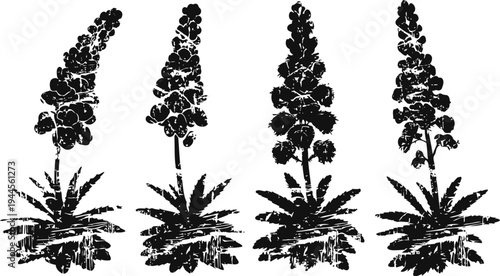 silhouettes of tall flowering plants with clustered blooms and spiky leaves in black