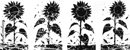 silhouette of sunflowers growing in soil four blooming plants with leaves and seeds nature, agriculture and garden concept