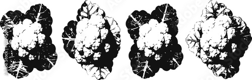 four fresh cauliflower heads with leaves isolated on white background, healthy vegetable close up